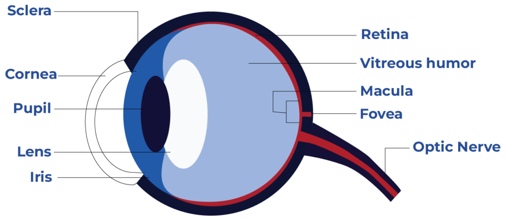 How does the eye work? - Thind Eye Hospital